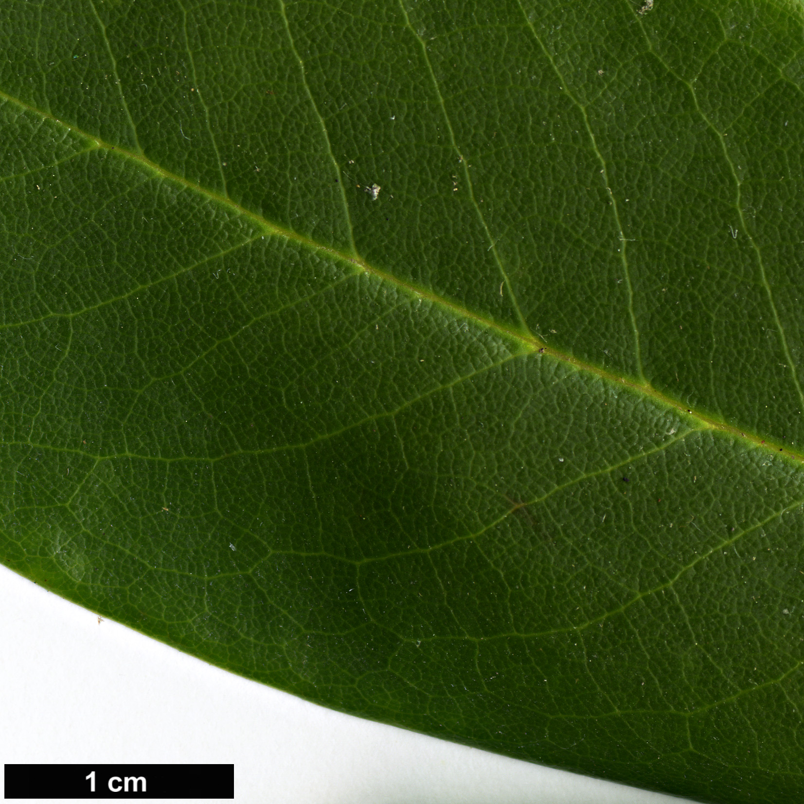 High resolution image: Family: Ericaceae - Genus: Rhododendron - Taxon: brachycarpum - SpeciesSub: subsp. fauriei